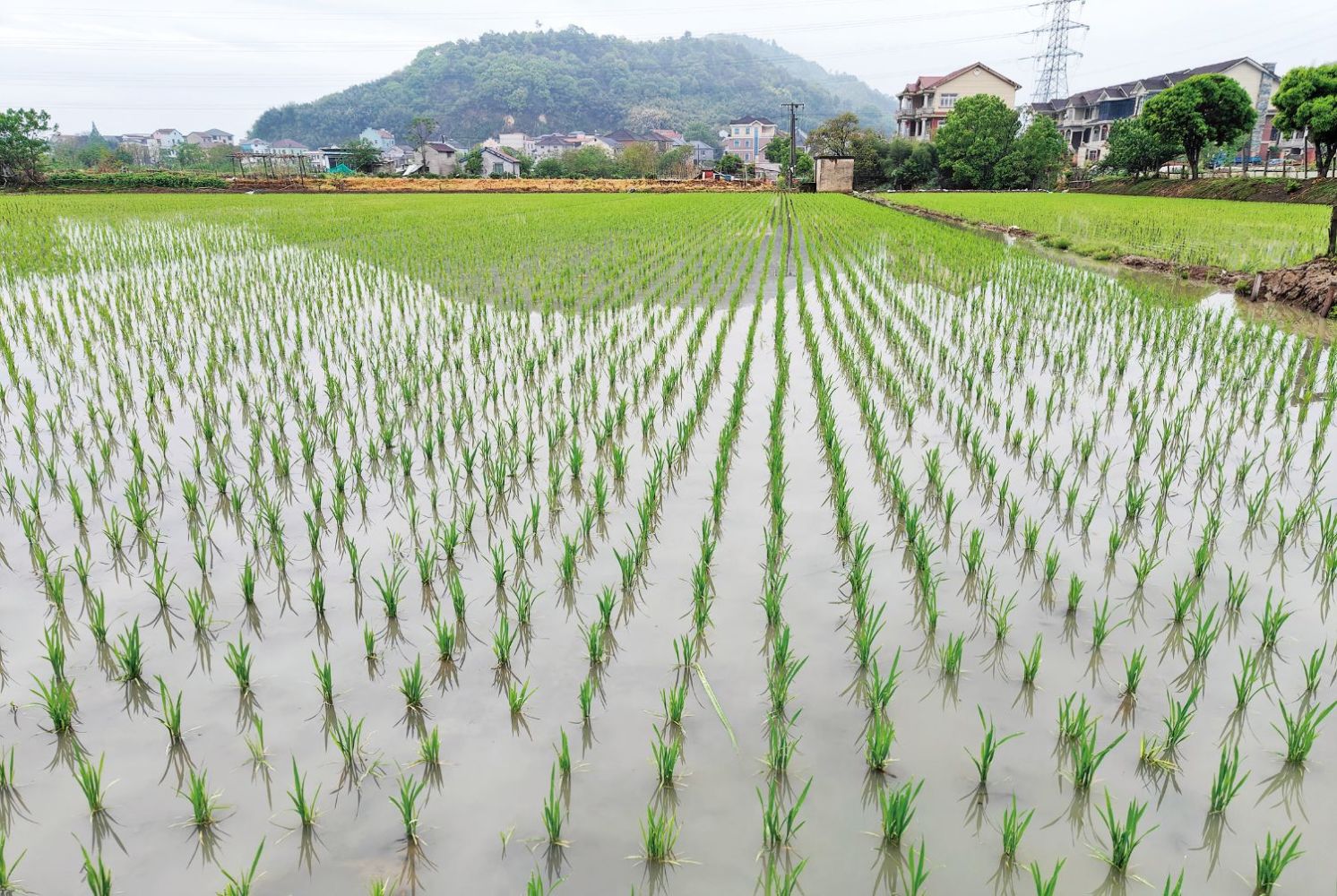 全市早稻播種達(dá)7萬(wàn)畝，技術(shù)推廣助力農(nóng)業(yè)增效